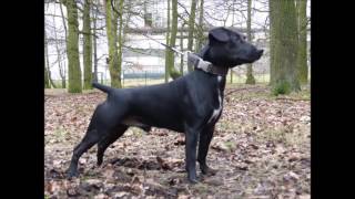 Patterdale Terrier [upl. by Lrae]