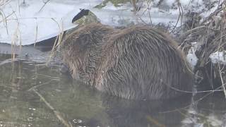 Biber legt im Winter einen Auftrit hin Castor fiber  Europäischer Biber  Eurasian Beaver [upl. by Frear523]