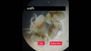 Zooplankton Under microscope [upl. by Pang]