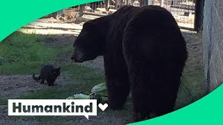 Cat wanders into zoos bear exhibit and this happened [upl. by Westley395]