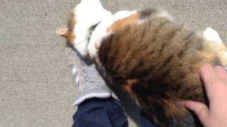 Friendliest Cat Ever [upl. by Auberbach]