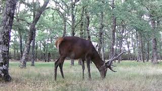 Impresionante ciervo Cervus elaphus atraviesa el robledal mientras se alimenta de hierba 100 [upl. by Laup961]