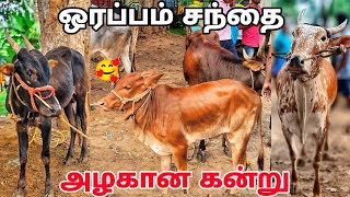 4092024 ஒரப்பம் மாட்டு சந்தை கிருஷ்ணகிரி orappam cow market TN24 sakthi vlogs [upl. by Lledyl404]