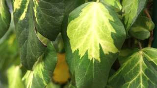 Chelsea Flower Show 2012  Hedera colchica Sulphur Heart [upl. by Acimahs]