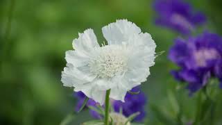 Overwintering Perennial Scabiosa at the Johnnys Research Farm [upl. by Loos]