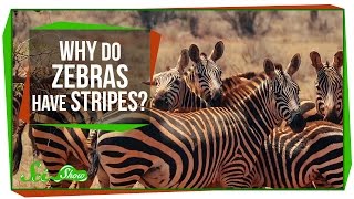 Why Do Zebras Have Stripes [upl. by Maxie]