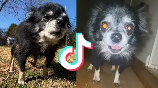 THE BEST OF OWA OWA TIKTOK COMPILATION PUDGYWOKE DOG [upl. by Ceevah188]