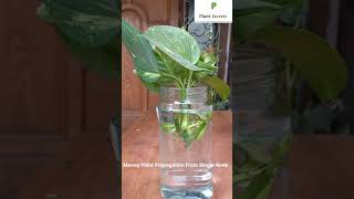 How to Grow Money Plant Propagation from Single Leaf  Pothos Propagation in Water  shorts [upl. by Heiner]