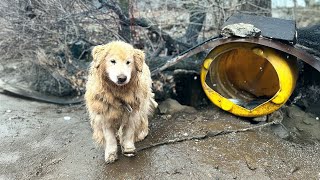 Chained and kept in a hut for 14 years to guard the villas he forgot what freedom was [upl. by Lura]