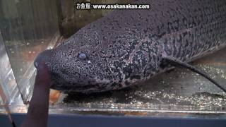 プロトプテルス・エチオピクス（Marbled lungfish）学名：Protopterus aethiopicus [upl. by Friedland]