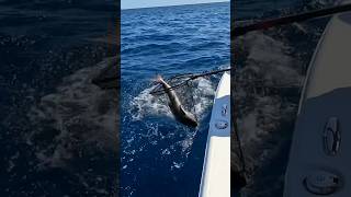 Amazing we landed this cobia on only 20 lb leader offshorefishing landedfishing cobia [upl. by Christina]