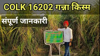 Colk16202 गन्ना किस्म  COLK 16202 sugarcane variety [upl. by Ahsuat]