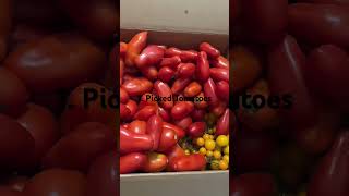 Canning Tomatoes Part 1 food foodie recipe gardening canning organicgardening tomatoes [upl. by Calandra]