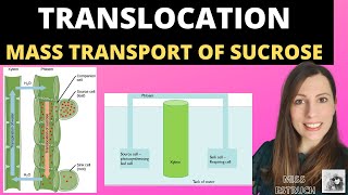 Alevel Biology TRANSLOCATION OF SUCROSE mass flow hypothesis in plants and structure of the phloem [upl. by Aspa]