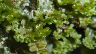 mosses amp liverworts [upl. by Adda]