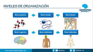 NIVELES DE ORGANIZACIÓN CORPORAL  Resúmenes de Anatomía y Fisiología [upl. by Judie]