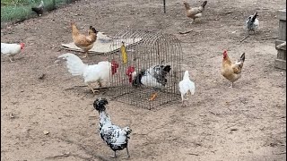 Introducing Chickens and Roosters to Chicken Flock [upl. by Lihcox]