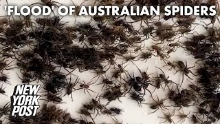 Spiders in Australia will have you bugging out  New York Post [upl. by Cibis]