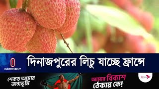 বেদানা লিচু রপ্তানির মাধ্যমে বাড়বে আয়  Dinajpur Litchi Export [upl. by Grimaud]