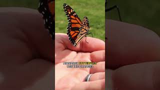 500M Swarm of Monarch Butterflies shorts [upl. by Lissner804]