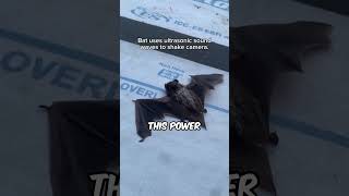 Bat Using UltraSonic Sound to Shake Cameras Footage michaeloftiktokofficial shorts [upl. by Attenhoj]