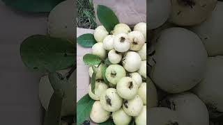 kohat amroodvlogs fruit basitvlog [upl. by Glarum655]