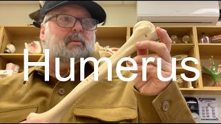 humerus skeletal anatomy [upl. by Sharleen686]