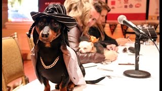 Crusoe at the Woofstock High Tea Red Carpet Event  Fairmont Toronto [upl. by Ahsilak]