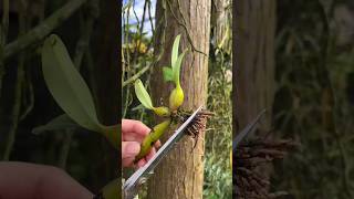 grow orchids easily orchidaceae orquideas 난초 anggrek tips garden [upl. by Sreip]