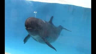 False Killer Whale Training Demonstration at Okinawa Churaumi Aquarium オキゴンドウトレーニング [upl. by Quintilla450]