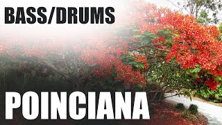 Poinciana BassDrums Backing Track in D [upl. by Granthem756]