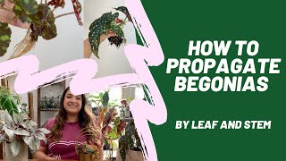 How to propagate Begonias by leaf and stem [upl. by Rosemarie]