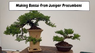 Making Bonsai From Juniper Procumbens with Padmapriya [upl. by Michaeu]