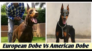 European Doberman Vs American Doberman  which one is better [upl. by Ahsito731]