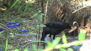 Courtship display of the Satin Bowerbird [upl. by Assyl]