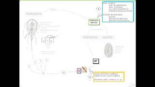 VIDEO 8  GIARDIA INTESTINALIS [upl. by Gerdy]