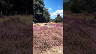 National Park The Veluwe zoom [upl. by Folly]