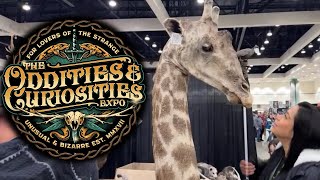 The Largest Oddities and Curiosities Expo ever in Los Angeles odditiesandcuriosities expo live [upl. by Deny70]