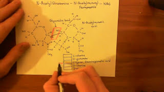 Vancomycin Resistant Enterococcus Part 1 [upl. by Kirbie]