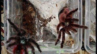 Tarantula mating  Avicularia versicolor mating [upl. by Bergwall]