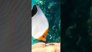 Рыжеголовая рыбабабочка  Hooded butterflyfish египет рыбабабочка красноеморе butterflyfish [upl. by Clintock]