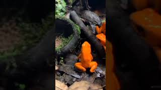 Oophaga Golden mantella Dyscophus antongilii Whitelipped tree frog [upl. by Elletsirhc]