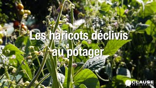 Les haricots Déclivis au potager [upl. by Weidner920]