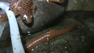 Pseudotriton ruber Red Salamander [upl. by Thadeus994]