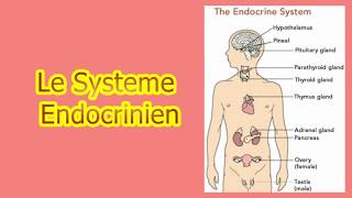 le système endocrinien [upl. by Shirlie585]