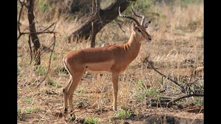 Impala Eaten alive by Wild [upl. by Sinaj]