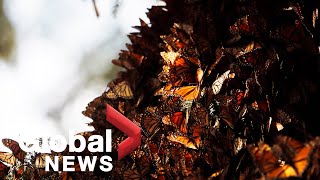 Millions of monarch butterflies descend upon Mexico for winter migration [upl. by Hameerak]