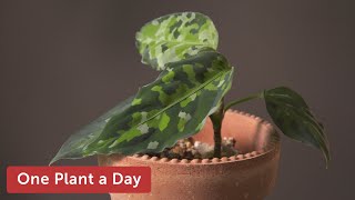 Aglaonema pictum Tricolor Houseplant Care—89 of 365 [upl. by Ervine350]