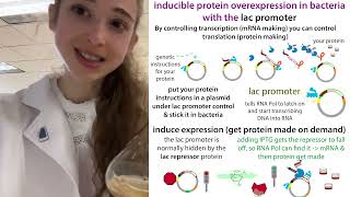 IPTGinducible protein expression using the lac promoter justthegist version [upl. by Ttiwed]