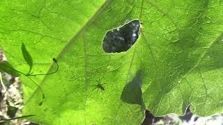 Burdock Spider [upl. by Valenka]